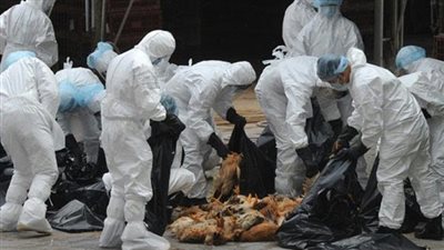 انتشار إنفلونزا الطيور في غرب افريقيا ومخاوف من انتقالها للبشر
