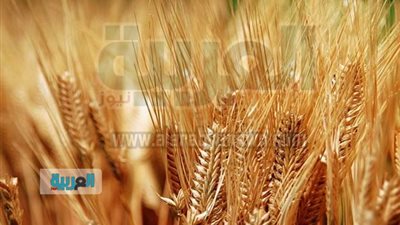 مصر تشتري 175 ألف طن قمح روسي