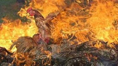 حريق هائل في مزرعة دواجن بشبين القناطر