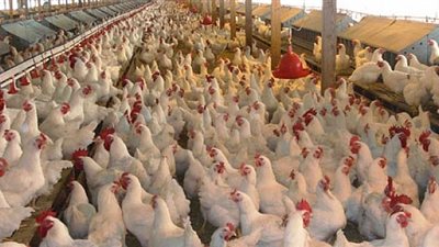  زيادة جنيه في أسعار الدواجن 