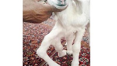 خروف بـ6 أرجل يثير الدهشة بالسعودية