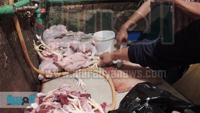 بالصور.. ضبط تجار دواجن ببورسعيد يحقنونها بالماء لزيادة حجمها