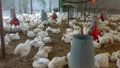 كارثة تهدد صناعة الدواجن بسبب ارتفاع سعر الدولار