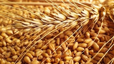 مصر تشتري 115 ألف طن قمح روسي وأوكراني