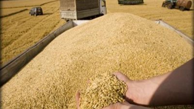 مصر تشتري 120 ألف طن قمح روسي وفرنسي