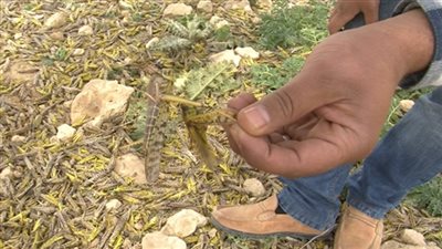 الجراد يسلُّ أسلحته ضد مصر.. و