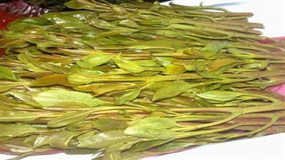 محافظة سقطرى باليمن تحرق طنين من القات