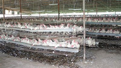 ضبط تاجر احتكر 400 ألف طن أعلاف دواجن بدمياط 