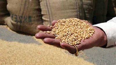 ضبط 2020 طن قمح مغشوشة بالمنوفية 