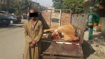 ضبط جزار يقوم بذبح بقرة نافقة بالفيوم