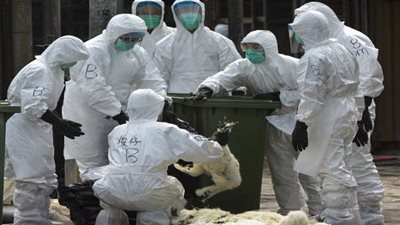 السلطات التونسية تمنع استيراد الطيور بكافة أنواعها ومنتجاتها من فرنسا