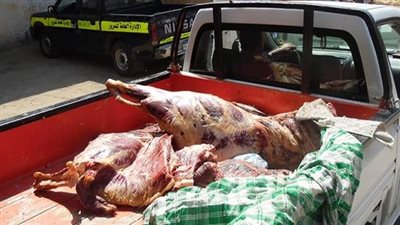 ضبط 500 كيلو لحمة فاسدة داخل سيارة بالسلام 