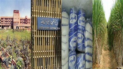 انهيار زراعة القصب في مصر.. تكدس الإنتاج بمخازن 5 محافظات.. وزارة التموين تفضل الاستيراد لصالح حيتان رجال الأعمال.. و