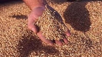 ضبط 36 طن أقماح غير صالحة للاستهلاك بالبحيرة 