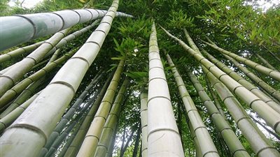 الصين تدعم برنامج التوسع في زراعة أشجار البامبو بأوغندا