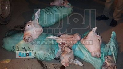 ضبط أجولة بها 40 رأس ماشية متعفنة بالفيوم