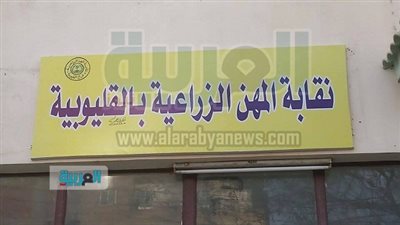  نقيب الزراعيين بالقليوبية: صرف المعاشات المتاخرة غدًا