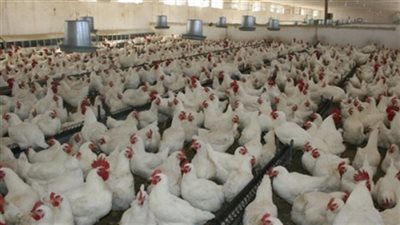 توقعات بزيادة أسعار الدواجن مع دخول الشتاء وتعرض السوق لنقص المعروض