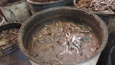 ضبط 6 أطنان من الفسيخ الفاسد بقنا