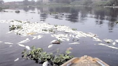 طلب إحاطة بالبرلمان للحكومة بسبب تلوث مياه النيل في كفرالشيخ 