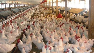 ذعر بين المنتجين بعد انتشار 