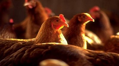 رئيس هيئة الخدمات البيطرية: 