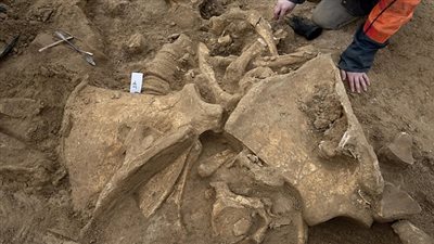 اكتشاف هيكل عظمي لحيوان الماموث يرجع لـ 45 ألف سنة