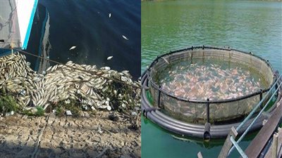 الدولة تعلن الحرب على 