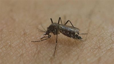 وزارة الصحة تستعد بإجراءات وقائية ضد فيروس 