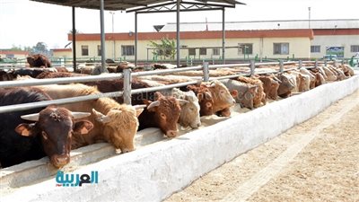 شاهد.. القوات المسلحة توجه ضربة قاصمة لمحتكري اللحوم