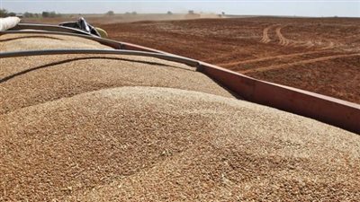 مصر تتعاقد على شراء 60 ألف طن قمح روماني