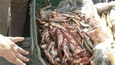 ضبط 6 أطنان أسماك فاسدة بالجيزة