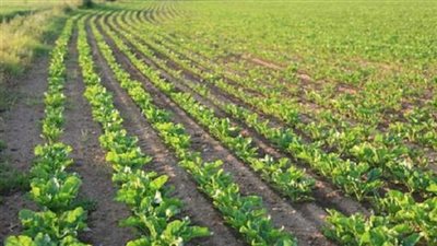 مسئول روسي: موسكو تنوي تصدير منتجاتها الزراعية للدول العربية 