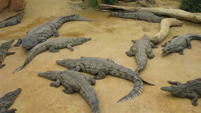 مناقصات أسترالية لبيع التماسيح للجمهور