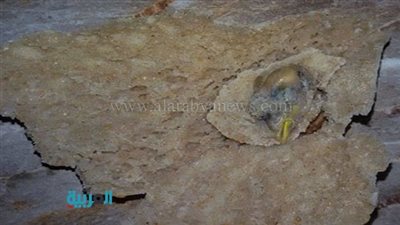  بالفيديو.. وكيل 