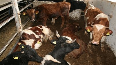 موانئ بورسعيد تستقبل 450 رأس ماشية و5150 طن رخام