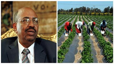 السودان سلة غذاء العالم.. 