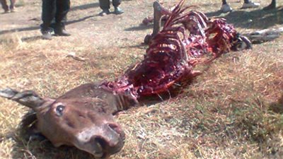 سقوط تاجر لحوم الخيول في قبضة مباحث التموين بالغربية 