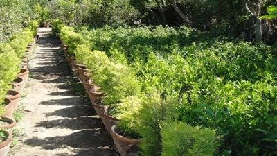 بالفيديو.. سيدة مصرية تستقطب أنواع فواكه وزهور نادرة بالإسماعيلية