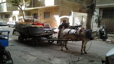 أحد سكان العياط يشتكي من احتلال عربات الكارو لشوارع المدينة