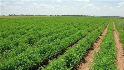 استصلاح وتجهيز 9765 فدانًا للزراعة بـ