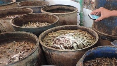 ضبط 3 أطنان أسماك مملحة فاسدة في الجيزة