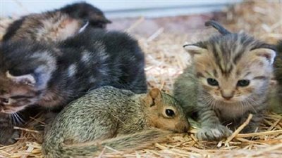 بالفيديو.. القطة 