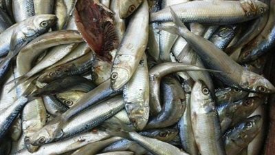 ضبط 300 كيلو أسماك مملحة منتهية الصلاحية بالعمرانية