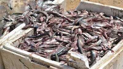 ضبط أسماك مدخنة غير صالحة بكفر الشيخ