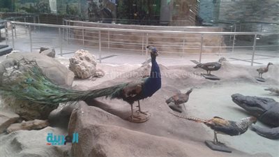 بالصور.. تعرف على 5 أماكن بالجيزة لزيارتها في شم النسيم