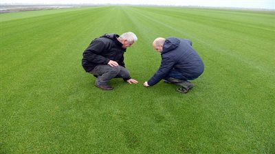 قطر تختبر 12 نوعًا من العشب لـ