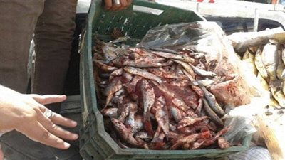 ضبط 400 كيلو رنجة وفسيخ فاسدة بالقاهرة