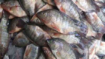 ضبط 650 كيلو أسماك غير صالحة للاستهلاك ببورسعيد