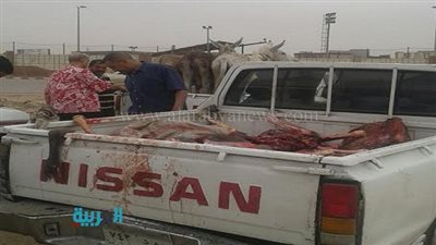 بالصور.. ضبط 8 حمير مذبوحة بمدينة نصر قبل بيعهم للمواطنين